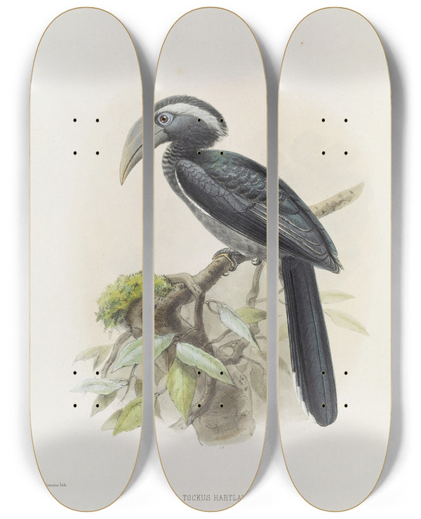 Triptych art skateboard deck of Daniel Giraud Elliot Tockus Hartlaubi by Daniel Giraud Elliot (1835-1915)