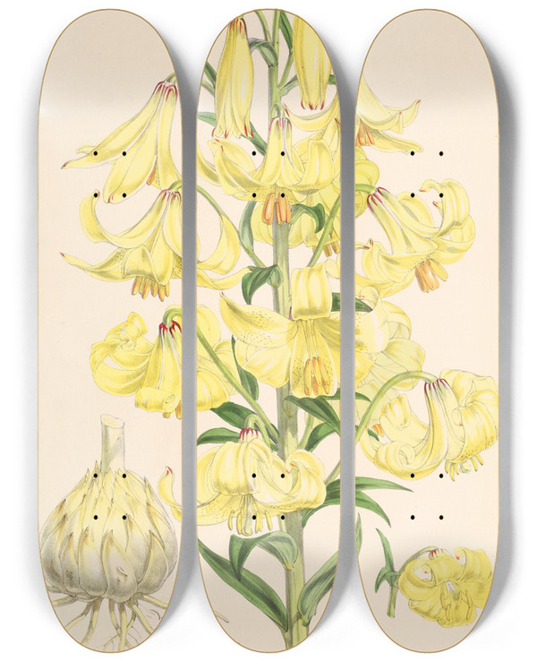 Triptych art skateboard deck of Walter Hood Fitch Lilium Monadelphum_2 by Walter Hood Fitch (1817-1892)