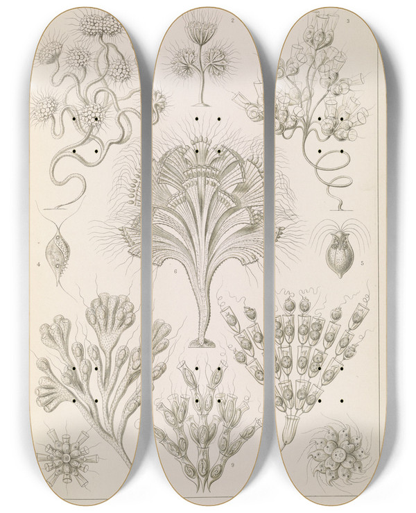 Triptych art skateboard deck of Ernst Haeckel Flagellata Geiklinge by Ernst Haeckel (1834-1919)
