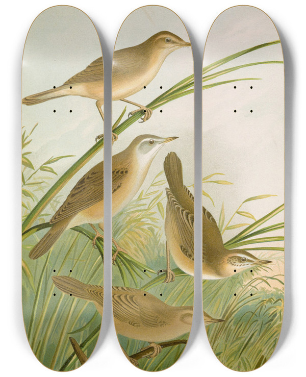 Triptych art skateboard deck of Johann Friedrich Naumann Crocephalus Streperus Streperus Horticolus Palustris Palustris Fruticolus by Johann Friedrich Naumann (1780-1857)