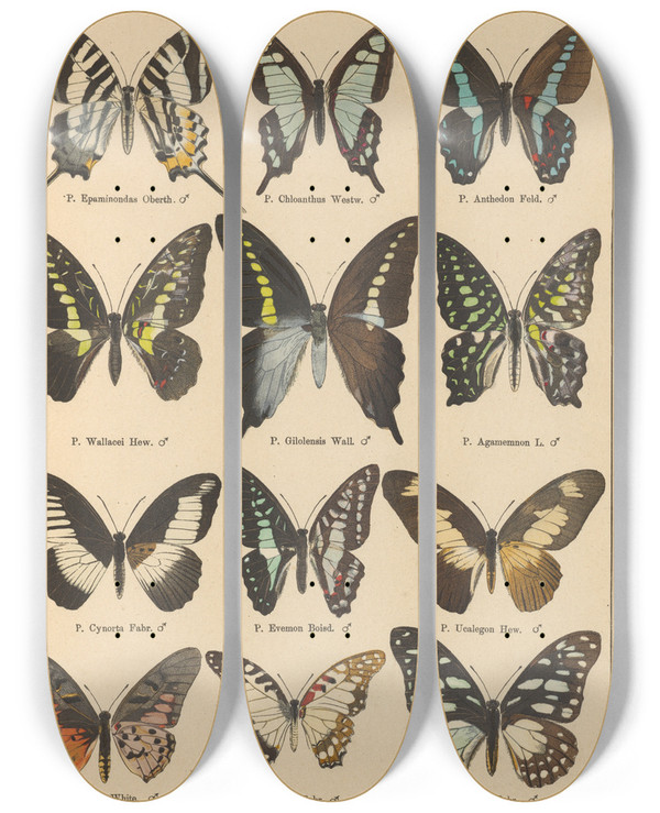 Triptych art skateboard deck of Otto Staudinger Exotische Schmetterlinge Pl006 by Otto Staudinger (1830-1900)