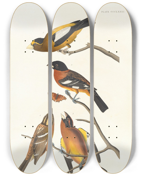 Triptych art skateboard deck of John James Audubon Evening Grosbeak Spotted Grosbeak by John James Audubon (1785-1851)