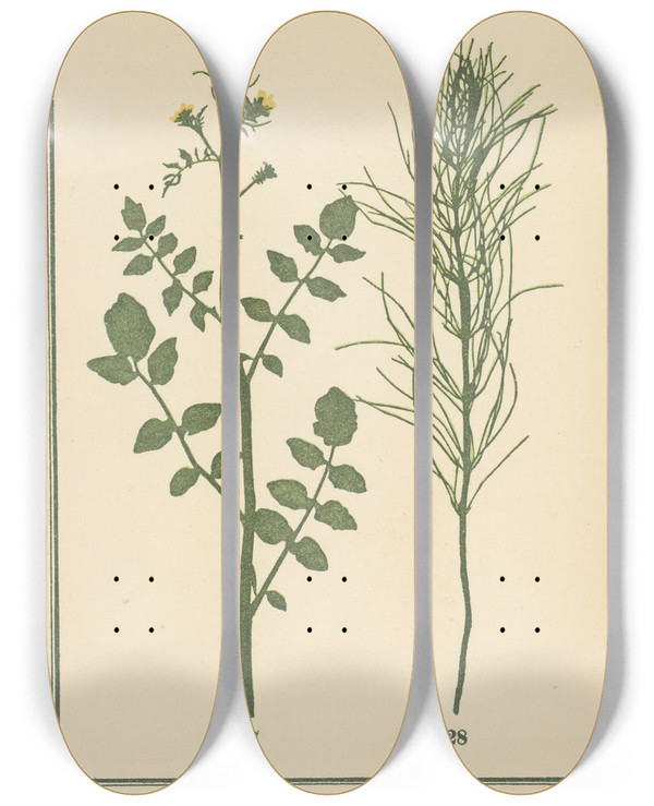 Triptych art skateboard deck of Sebastian Kneipp Plantatlas To My Watercure Pl39 by Sebastian Kneipp (1821-1897)