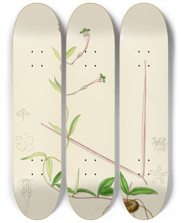 Triptych art skateboard deck of Illtyd Buller Poleevans Ceropegia Rendallii by Illtyd Buller Pole-Evans (1879-1968)