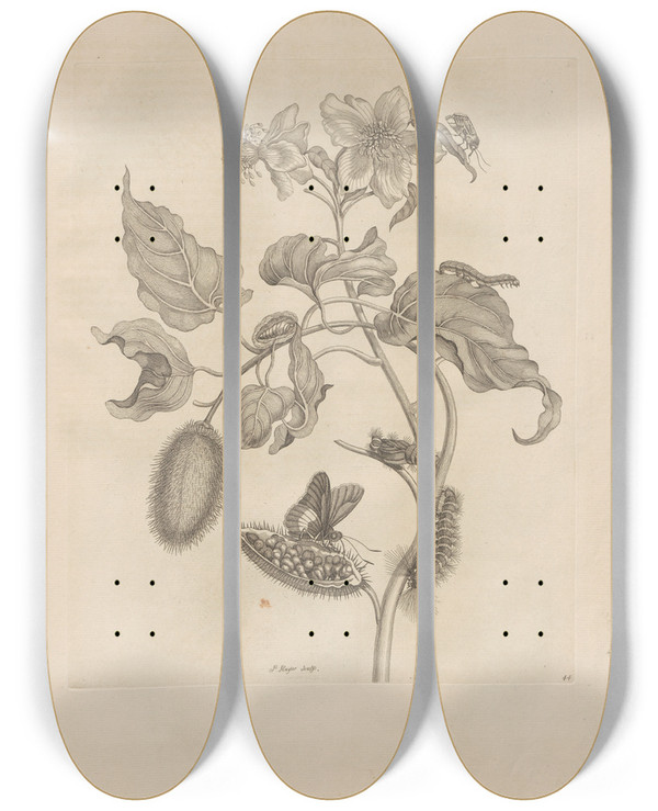 Triptych art skateboard deck of Maria Sibylla Merian Dissertatio De Generatione Et Metamorphosibus Insectorum Surinamensium Pl44 by Maria Sibylla Merian (1647-1717)