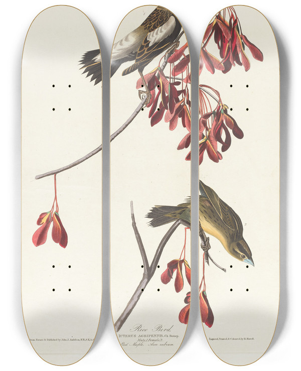 Triptych art skateboard deck of John James Audubon Rice Bird by John James Audubon (1785-1851)