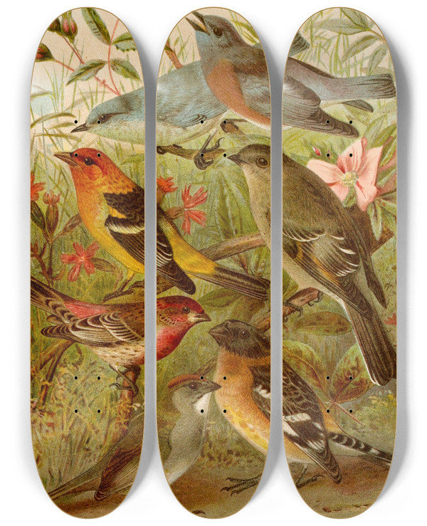 Triptych art skateboard deck of Gustav Mutzel Die Nordamerikanische Vogelwelt Pl21 by Gustav Mutzel (1839-1893)