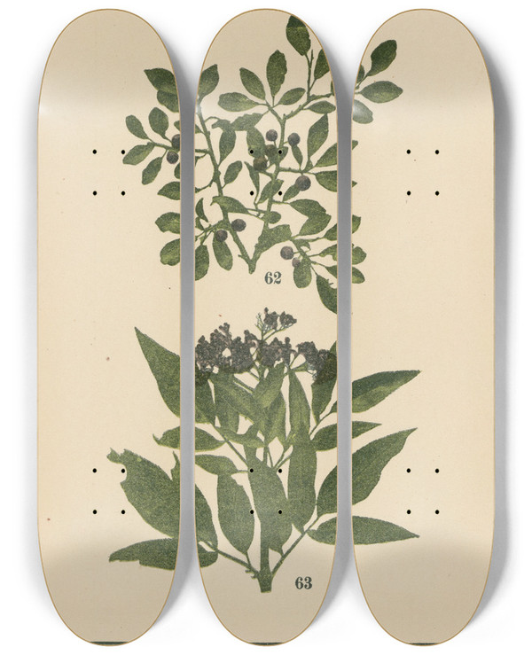 Triptych art skateboard deck of Sebastian Kneipp Plantatlas To My Watercure Pl18 by Sebastian Kneipp (1821-1897)