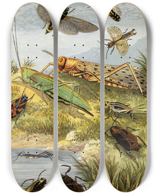 Triptych art skateboard deck of William Houghton Rhyncota Orthoptera by William Houghton (1828-1895)