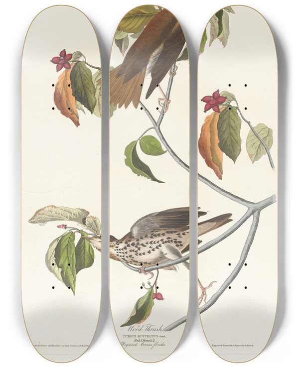 Triptych art skateboard deck of John James Audubon Wood Thrush by John James Audubon (1785-1851)