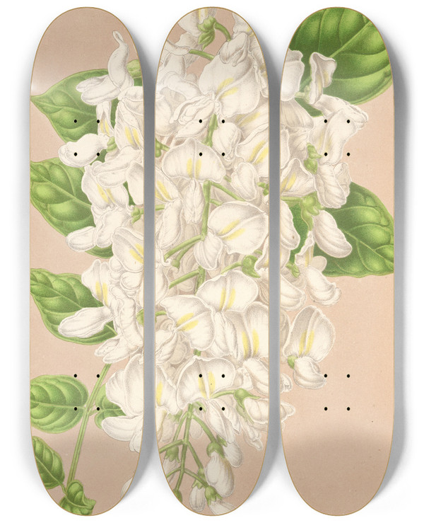 Triptych art skateboard deck of Charles Antoine Lemaire Wisteria Sinensis Dc Var Albiflora by Charles Antoine Lemaire (1800-1871)