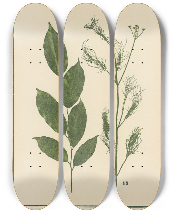 Triptych art skateboard deck of Sebastian Kneipp Plantatlas To My Watercure Pl13 by Sebastian Kneipp (1821-1897)