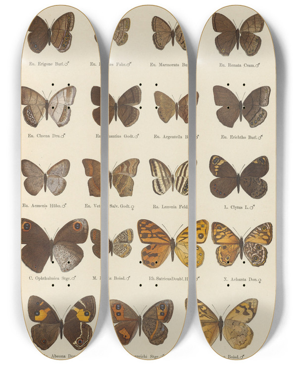 Triptych art skateboard deck of Otto Staudinger Exotische Schmetterlinge Pl081 by Otto Staudinger (1830-1900)