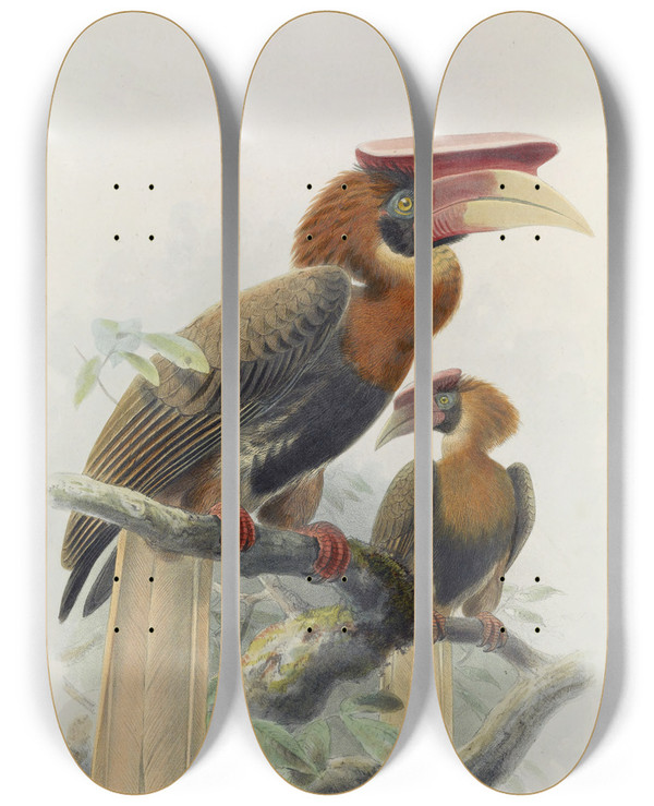 Triptych art skateboard deck of Daniel Giraud Elliot Hydrocorax Mindanensis by Daniel Giraud Elliot (1835-1915)