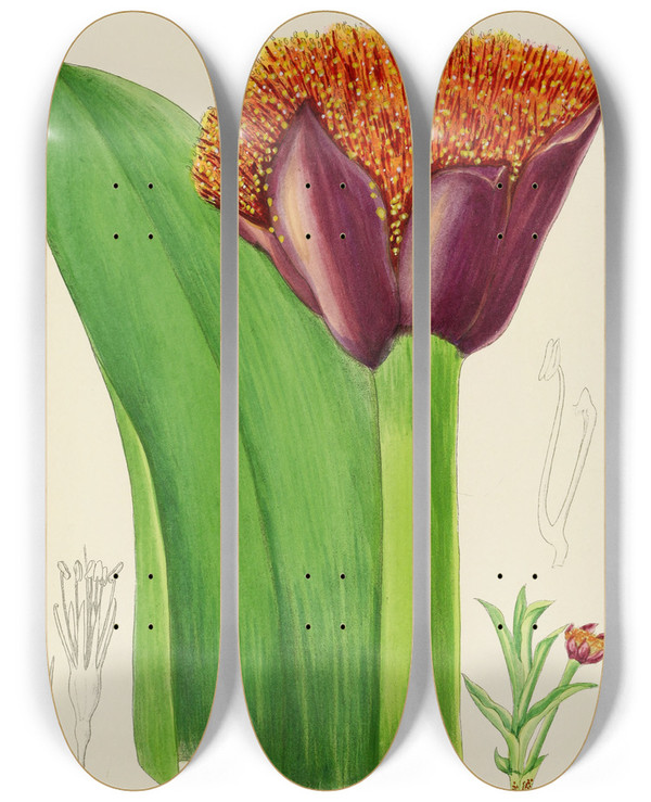 Triptych art skateboard deck of Illtyd Buller Poleevans Haemanthus Natalensis by Illtyd Buller Pole-Evans (1879-1968)