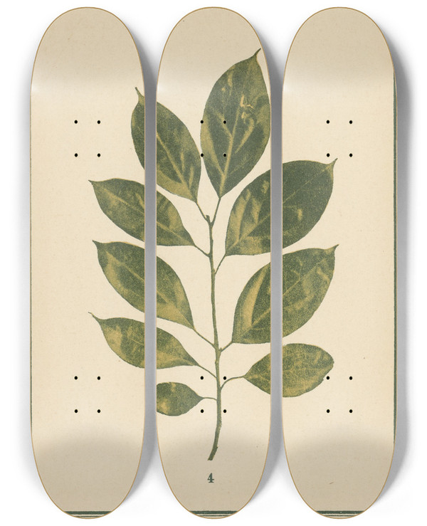 Triptych art skateboard deck of Sebastian Kneipp Plantatlas To My Watercure Pl24 by Sebastian Kneipp (1821-1897)