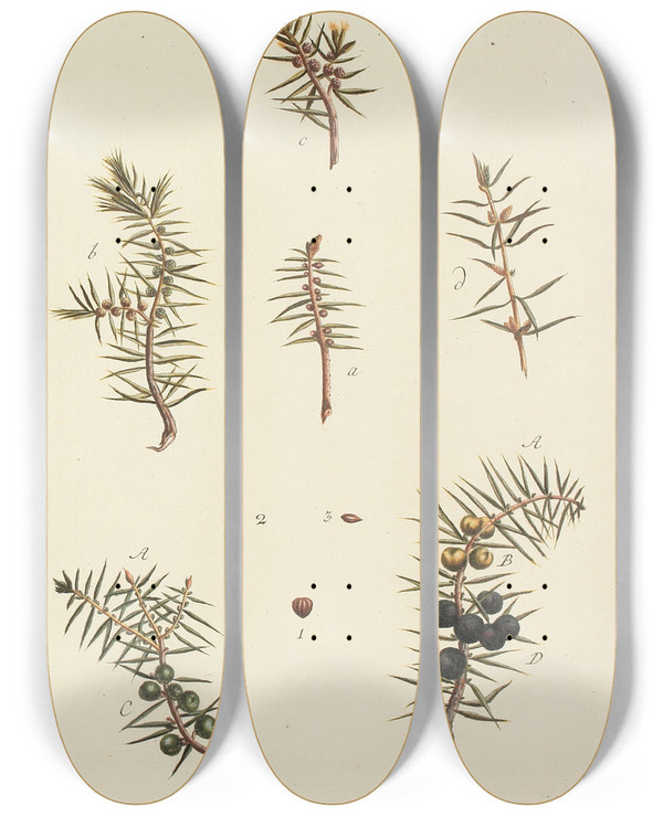 Triptych art skateboard deck of Carl Christoph Oelhafen Von Schllenbach Abbildung Der Wilden Bume Stauden Und Buschgewchse Pl022 by Carl Christoph Oelhafen Von Schollenbach (1709-1785)
