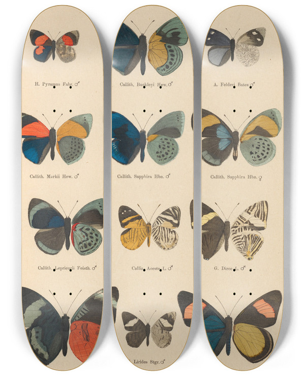 Triptych art skateboard deck of Otto Staudinger Exotische Schmetterlinge Pl043 by Otto Staudinger (1830-1900)
