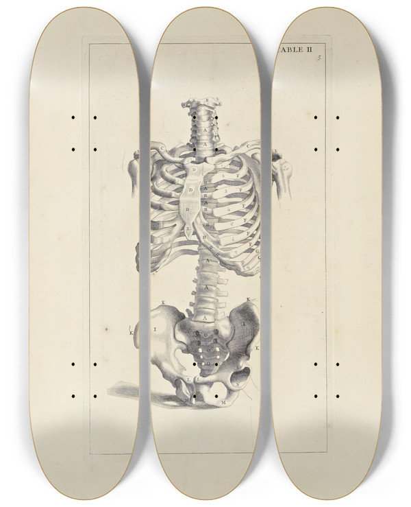 Triptych art skateboard deck of Michael Van Der Gucht Anatomy Improvd And Illustrated With Regard To The Uses Thereof In Designing Pl02 by Michael van der Gucht (1660-1725)