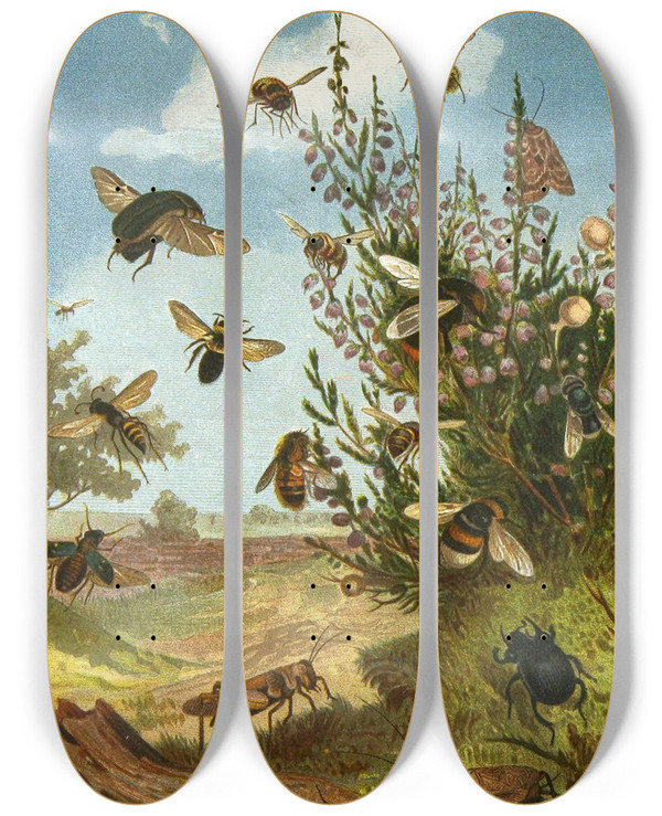 Triptych art skateboard deck of Alfred Edmund Brehm Die Insekten Tausendfussler Und Spinnen Pl 01 by Alfred Edmund Brehm (1829-1884)