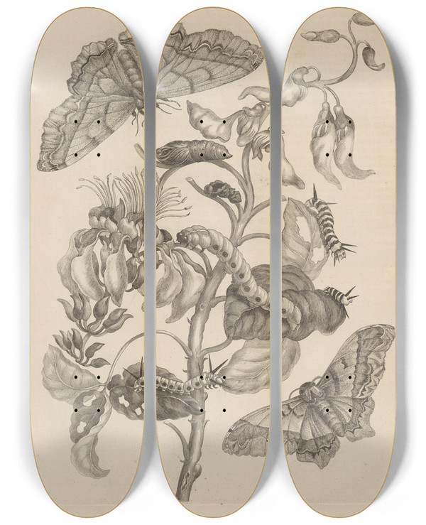 Triptych art skateboard deck of Maria Sibylla Merian Dissertatio De Generatione Et Metamorphosibus Insectorum Surinamensium Pl11 by Maria Sibylla Merian (1647-1717)