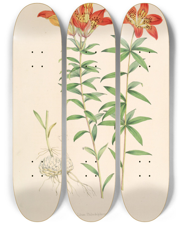 Triptych art skateboard deck of Walter Hood Fitch Lilium Philadelphicum by Walter Hood Fitch (1817-1892)