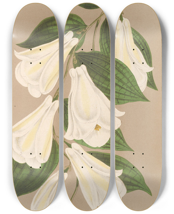 Triptych art skateboard deck of Charles Antoine Lemaire Lapageria Rosea R Etp Var Albiflora by Charles Antoine Lemaire (1800-1871)