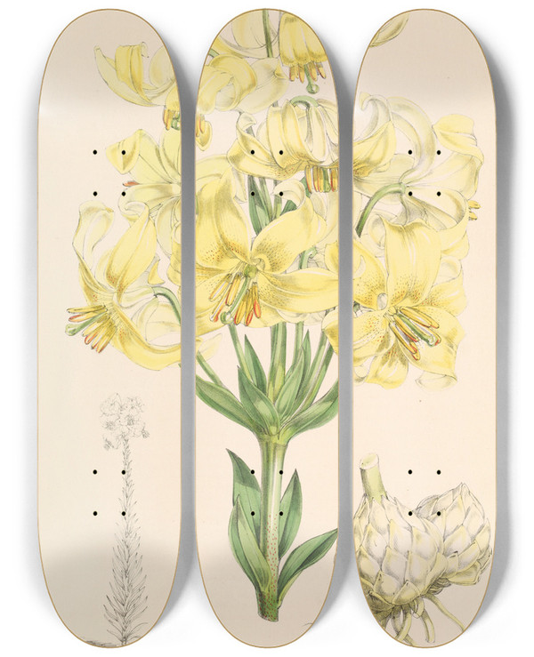 Triptych art skateboard deck of Walter Hood Fitch Lilium Testaceum by Walter Hood Fitch (1817-1892)