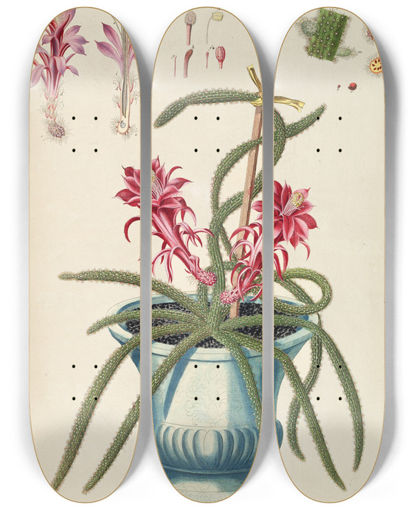 Triptych art skateboard deck of Georg Dionysius Ehret Cereus Ii by Georg Dionysius Ehret (1708-1770)