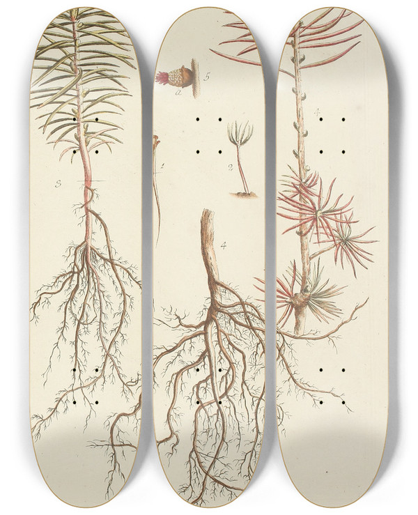 Triptych art skateboard deck of Carl Christoph Oelhafen Von Schllenbach Abbildung Der Wilden Bume Stauden Und Buschgewchse Pl032 by Carl Christoph Oelhafen Von Schollenbach (1709-1785)