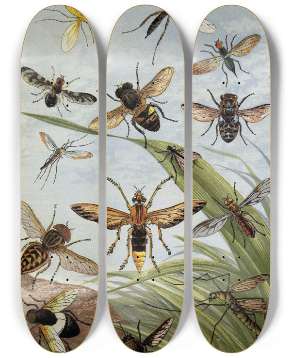 Triptych art skateboard deck of William Houghton Diptera by William Houghton (1828-1895)