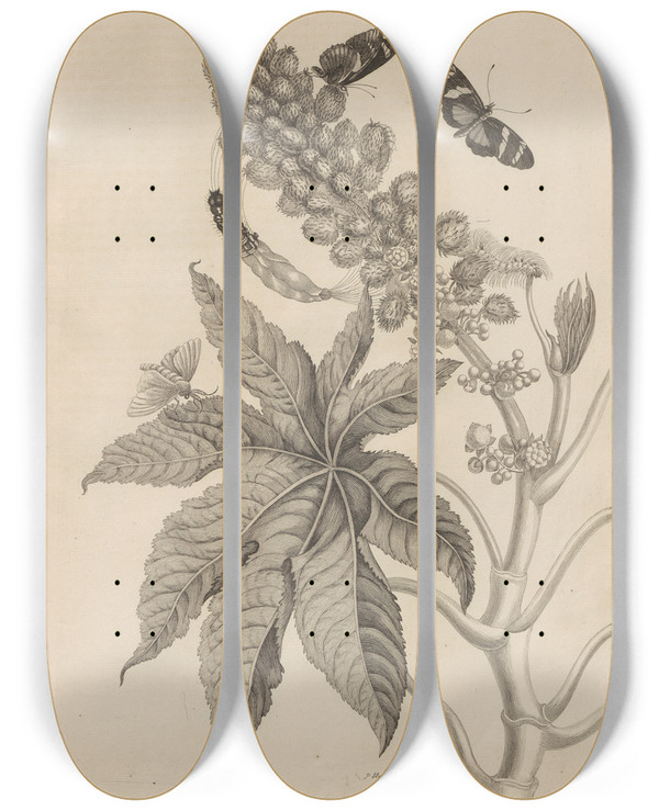 Triptych art skateboard deck of Maria Sibylla Merian Dissertatio De Generatione Et Metamorphosibus Insectorum Surinamensium Pl30 by Maria Sibylla Merian (1647-1717)