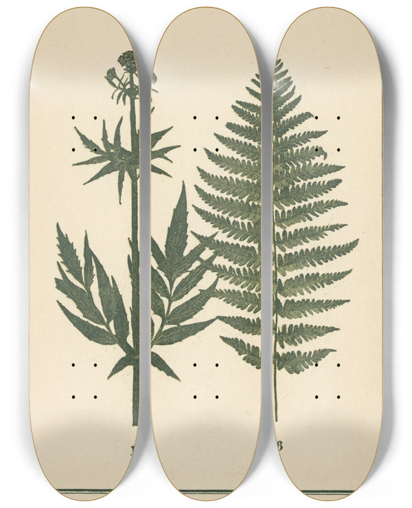 Triptych art skateboard deck of Sebastian Kneipp Plantatlas To My Watercure Pl33 by Sebastian Kneipp (1821-1897)