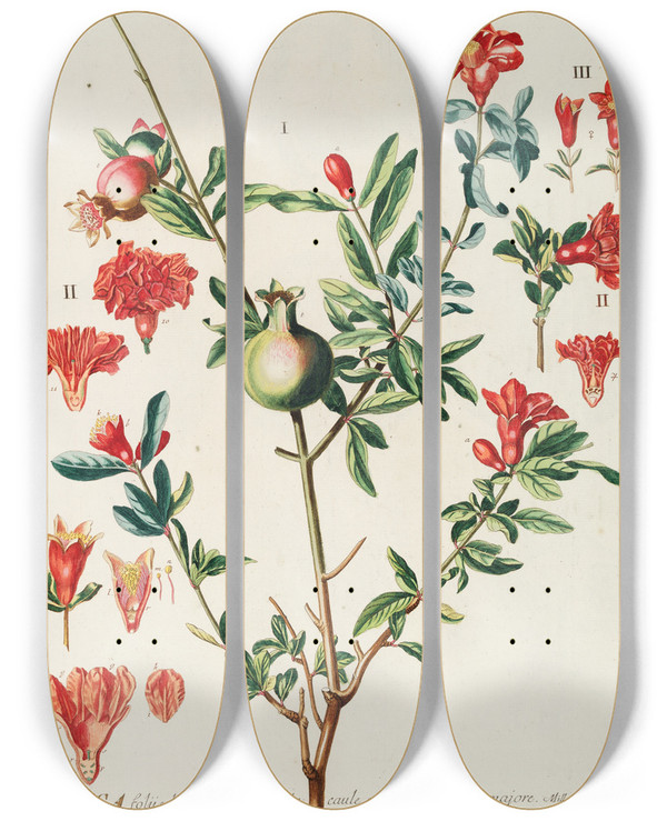 Triptych art skateboard deck of Georg Dionysius Ehret Punica by Georg Dionysius Ehret (1708-1770)