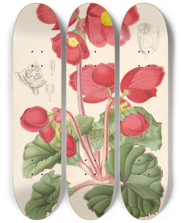 Triptych art skateboard deck of Charles Antoine Lemaire Begonia Rosflora by Charles Antoine Lemaire (1800-1871)
