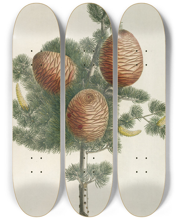 Triptych art skateboard deck of Georg Dionysius Ehret Cedrus by Georg Dionysius Ehret (1708-1770)