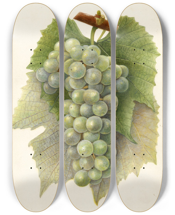 Triptych art skateboard deck of Amanda Almira Newton Vitis Diamond by Amanda Almira Newton (1860-1943)