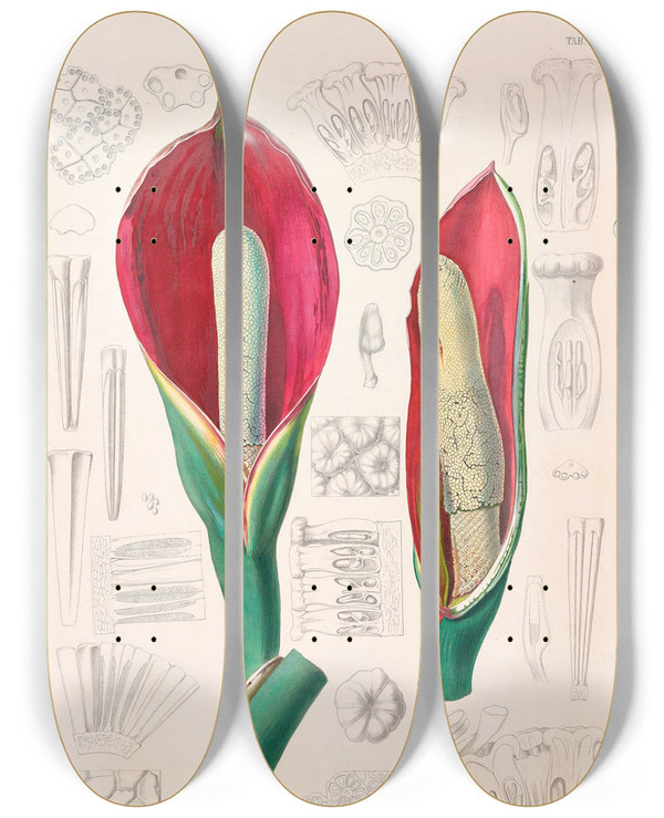 Triptych art skateboard deck of Heinrich Wilhelm Schott Icones Aroidearum Pl08 by Heinrich Wilhelm Schott (1794-1865)