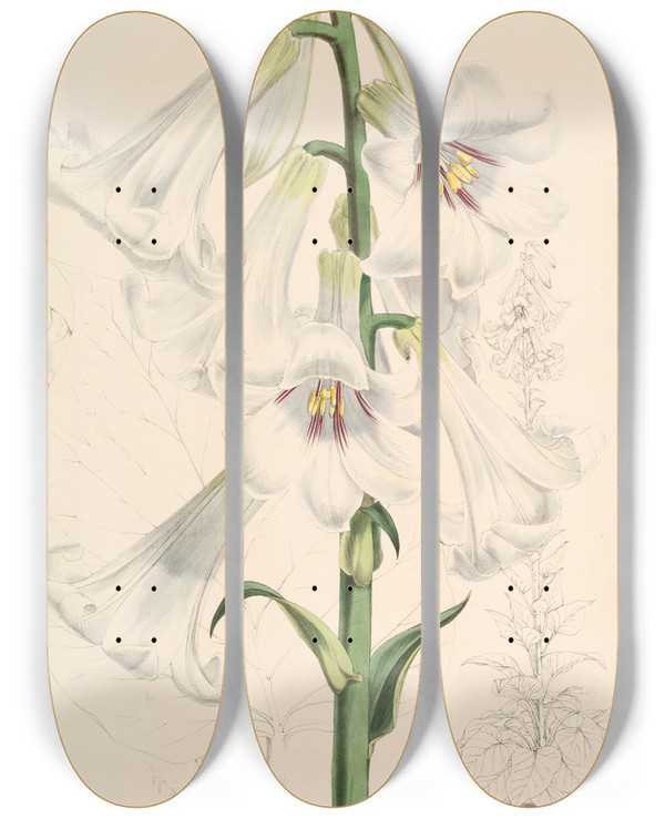 Triptych art skateboard deck of Walter Hood Fitch Lilium Giganteum by Walter Hood Fitch (1817-1892)