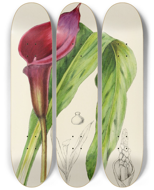 Triptych art skateboard deck of Illtyd Buller Poleevans Richardia Rehmanni by Illtyd Buller Pole-Evans (1879-1968)