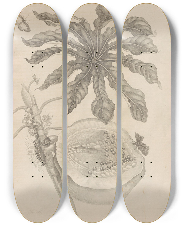 Triptych art skateboard deck of Maria Sibylla Merian Dissertatio De Generatione Et Metamorphosibus Insectorum Surinamensium Pl40 by Maria Sibylla Merian (1647-1717)