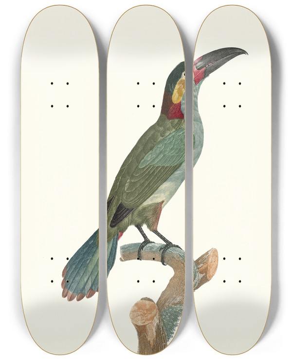 Triptych art skateboard deck of Jacques Barraband Laracari Koulik Femelle by Jacques Barraband (1767-1809)
