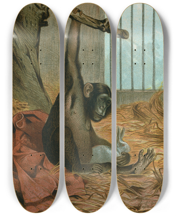 Triptych art skateboard deck of John George Wood Chimpanzee by John George Wood (1827-1889)