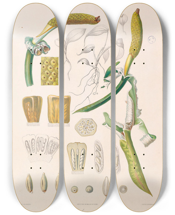 Triptych art skateboard deck of Heinrich Wilhelm Schott Icones Aroidearum Pl05 by Heinrich Wilhelm Schott (1794-1865)