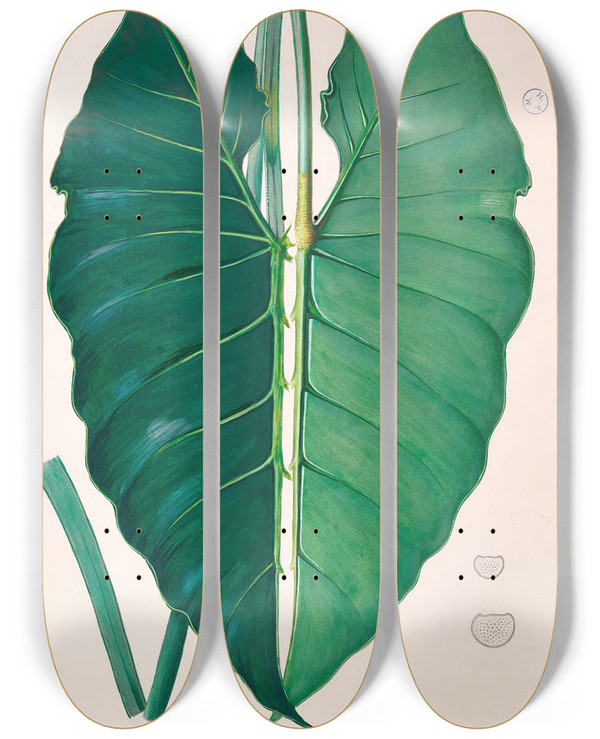 Triptych art skateboard deck of Heinrich Wilhelm Schott Icones Aroidearum Pl07 by Heinrich Wilhelm Schott (1794-1865)