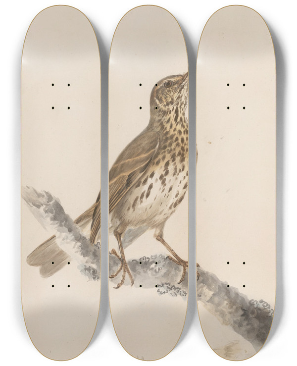 Triptych art skateboard deck of John William Lewin Original Watercolour Drawings Of Birds And Eggs Pl36 by John William Lewin (1770-1819)