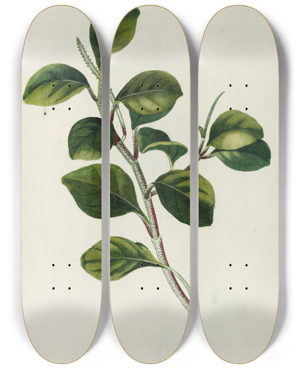 Triptych art skateboard deck of Georg Dionysius Ehret Piper by Georg Dionysius Ehret (1708-1770)