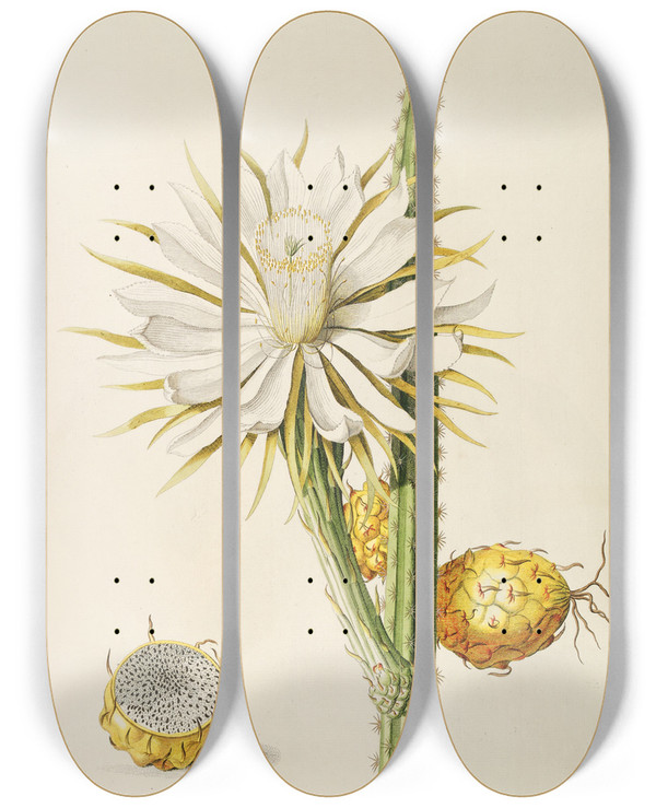 Triptych art skateboard deck of Georg Dionysius Ehret Cereus by Georg Dionysius Ehret (1708-1770)