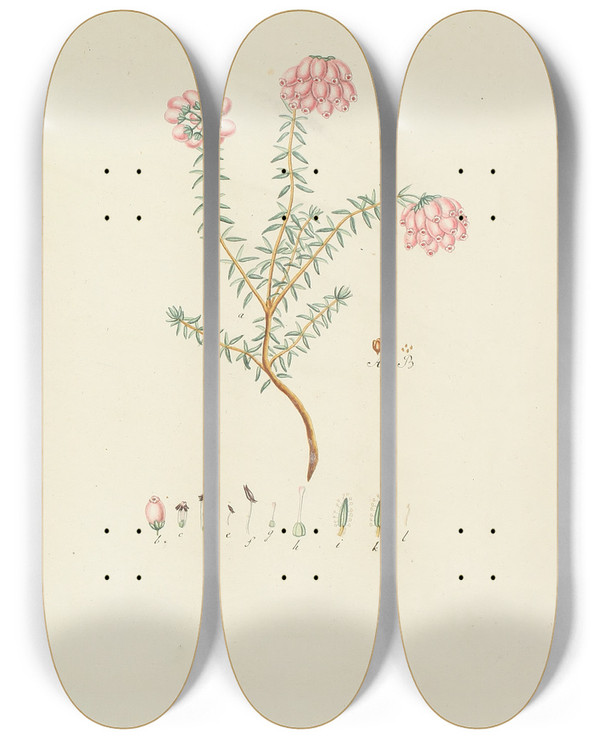 Triptych art skateboard deck of Carl Christoph Oelhafen Von Schllenbach Abbildung Der Wilden Bume Stauden Und Buschgewchse Pl155 by Carl Christoph Oelhafen Von Schollenbach (1709-1785)