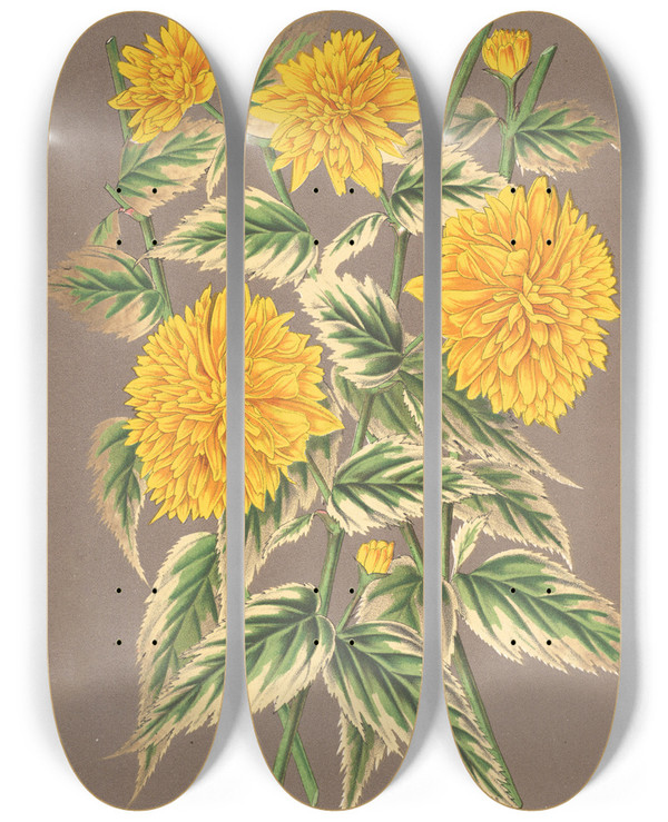 Triptych art skateboard deck of Charles Antoine Lemaire Kerria Japonica Var Fol Argenteovariegatis by Charles Antoine Lemaire (1800-1871)